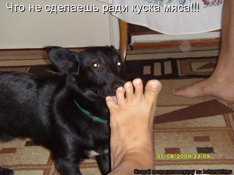 Что не сделаешь ради куска мяса!!!... Котоматрица: Что не сделаешь ради куска мяса!!!