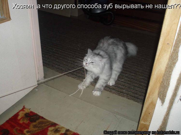 Хозяин ,а что другого способа зуб вырывать не нашел???... Котоматрица: Хозяин ,а что другого способа зуб вырывать не нашел???