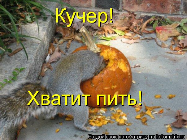 Кучер! Хватит пить!... Котоматрица: Кучер! Хватит пить!