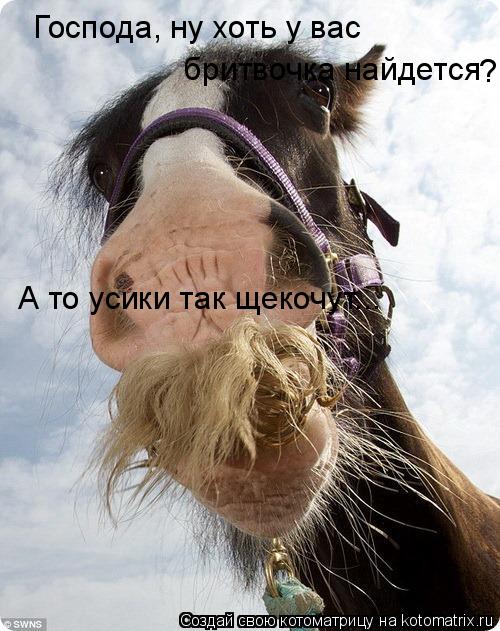 Господа, ну хоть у вас бритвочка найдется ? А то усики так щекочут...... Котоматрица: Господа, ну хоть у вас бритвочка найдется ? А то усики так щекочут...