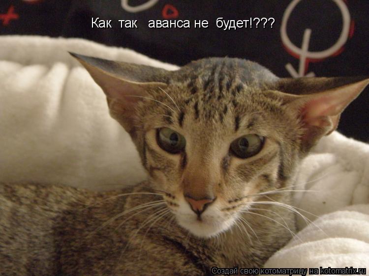 Как так аванса не будет!???... Котоматрица: Как так аванса не будет!???