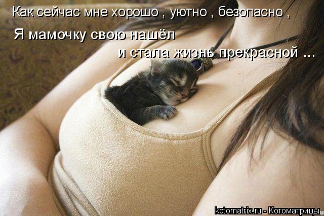Как сейчас мне хорошо , уютно , безопасно , Я мамочку свою нашёл и стала жизнь прекрасной ...... Котоматрица: Как сейчас мне хорошо , уютно , безопасно , Я мамочку свою нашёл и стала жизнь прекрасной ...
