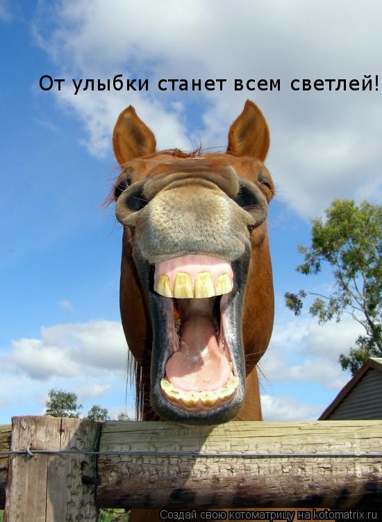 От улыбки станет всем светлей!... Котоматрица: От улыбки станет всем светлей!