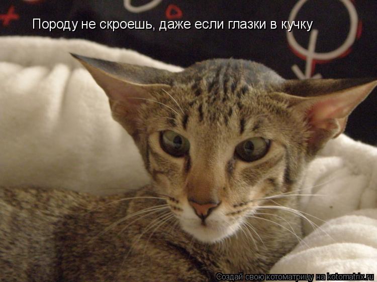 Породу не скроешь, даже если глазки в кучку... Котоматрица: Породу не скроешь, даже если глазки в кучку
