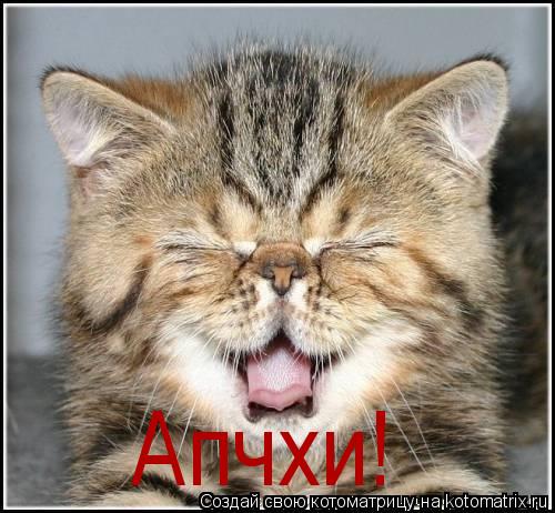 Апчхи!... Котоматрица: Апчхи!