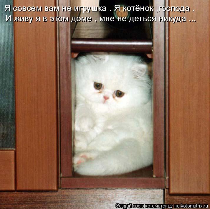 Я совсем вам не игрушка . Я котёнок ,господа . И живу я в этом доме , мне не деться никуда ...... Котоматрица: Я совсем вам не игрушка . Я котёнок ,господа . И живу я в этом доме , мне не деться никуда ...