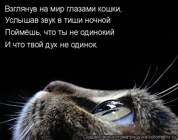 Взглянув на мир глазами кошки, Услышав звук в тиши ночной Поймёшь, что ты не одинокий И что твой дух ... Котоматрица: Взглянув на мир глазами кошки, Услышав звук в тиши ночной Поймёшь, что ты не одинокий И что твой дух не одинок.