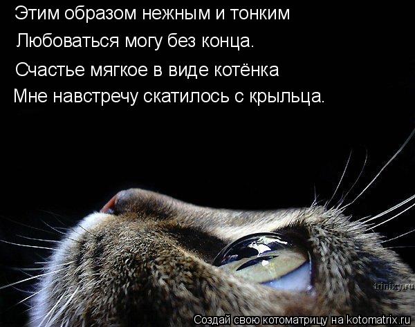 Этим образом нежным и тонким Счастье мягкое в виде котёнка Любоваться могу без конца. Мне навстречу с... Котоматрица: Этим образом нежным и тонким Счастье мягкое в виде котёнка Любоваться могу без конца. Мне навстречу скатилось с крыльца.