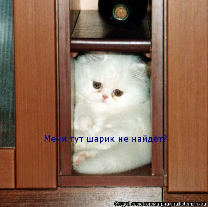 Меня тут шарик не найдёт?... Котоматрица: Меня тут шарик не найдёт?