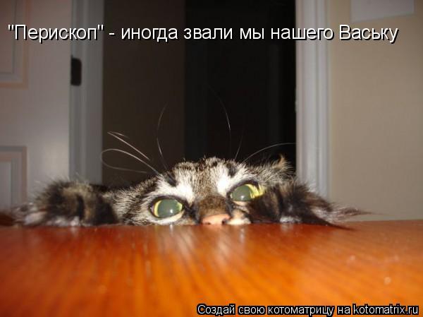 "Перископ" - иногда звали мы нашего Ваську... Котоматрица: "Перископ" - иногда звали мы нашего Ваську