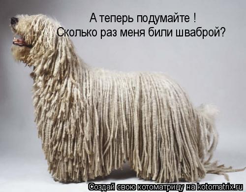 А теперь подумайте ! Сколько раз меня били шваброй?... Котоматрица: А теперь подумайте ! Сколько раз меня били шваброй?