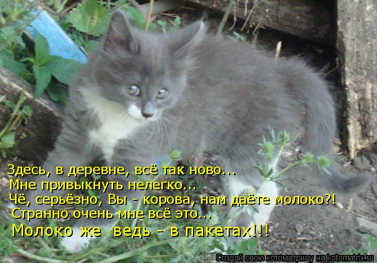 Здесь, в деревне, всё так ново..… Мне привыкнуть нелегко….. Чё, серьёзно, Вы - корова, нам даёте моло... Котоматрица: Здесь, в деревне, всё так ново..… Мне привыкнуть нелегко….. Чё, серьёзно, Вы - корова, нам даёте молоко?! Странно очень мне всё это….. Молоко же