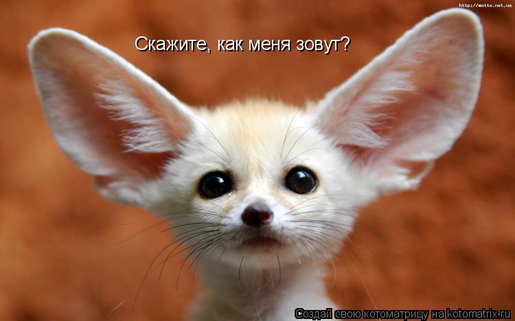 Скажите, как меня зовут?... Котоматрица: Скажите, как меня зовут?