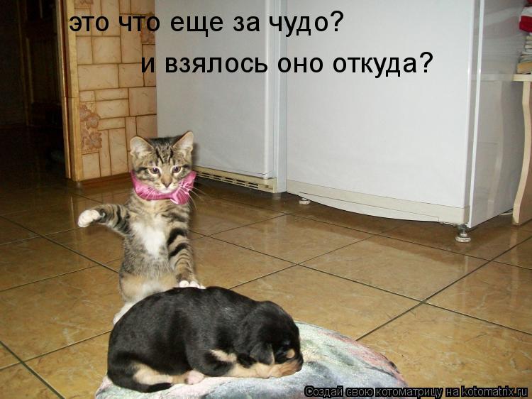 это что еще за чудо? и взялось оно откуда?... Котоматрица: это что еще за чудо? и взялось оно откуда?