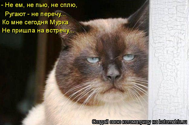 - Не ем, не пью, не сплю, Ругают - не перечу... Не пришла на встречу... Ко мне сегодня Мурка... Котоматрица: - Не ем, не пью, не сплю, Ругают - не перечу... Не пришла на встречу... Ко мне сегодня Мурка