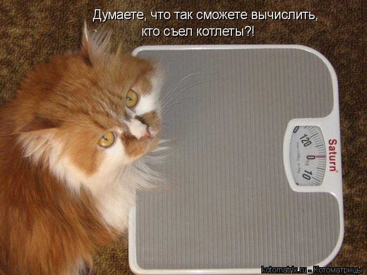 Думаете, что так сможете вычислить, кто съел котлеты?!... Котоматрица: Думаете, что так сможете вычислить, кто съел котлеты?!