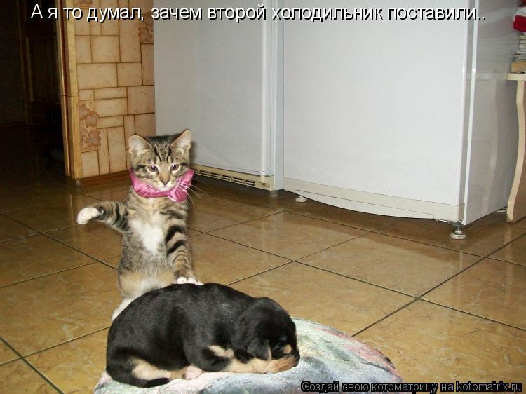 А я то думал, зачем второй холодильник поставили..... Котоматрица: А я то думал, зачем второй холодильник поставили..
