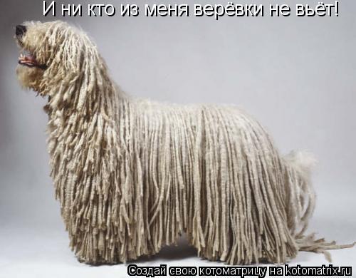 И ни кто из меня верёвки не вьёт!... Котоматрица: И ни кто из меня верёвки не вьёт!