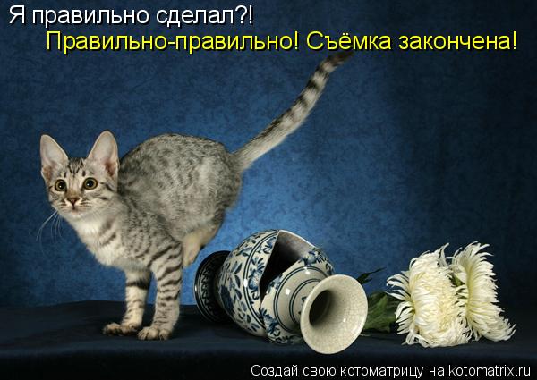 Я правильно сделал?! Правильно-правильно! Съёмка закончена!... Котоматрица: Я правильно сделал?! Правильно-правильно! Съёмка закончена!
