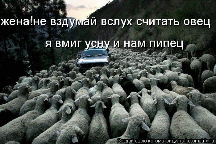 жена!не вздумай вслух считать овец я вмиг усну и нам пипец... Котоматрица: жена!не вздумай вслух считать овец я вмиг усну и нам пипец