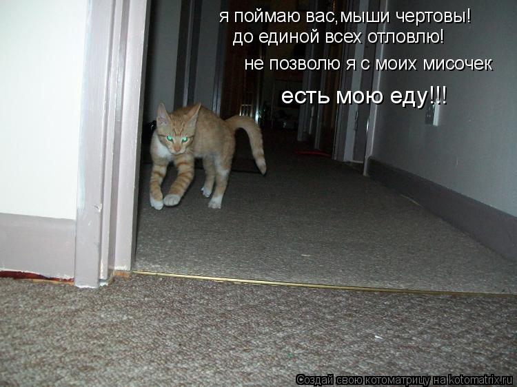 я поймаю вас,мыши чертовы! до единой всех отловлю! не позволю я с моих мисочек есть мою еду!!!... Котоматрица: я поймаю вас,мыши чертовы! до единой всех отловлю! не позволю я с моих мисочек есть мою еду!!!