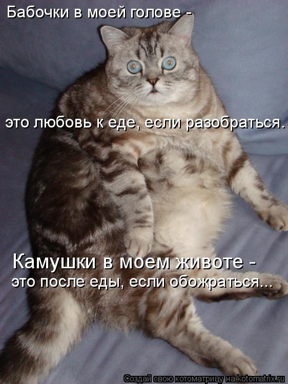 Камушки в моем животе - это после еды, если обожраться... Бабочки в моей голове - это любовь к еде,... Котоматрица: Камушки в моем животе - это после еды, если обожраться... Бабочки в моей голове - это любовь к еде, если разобраться.