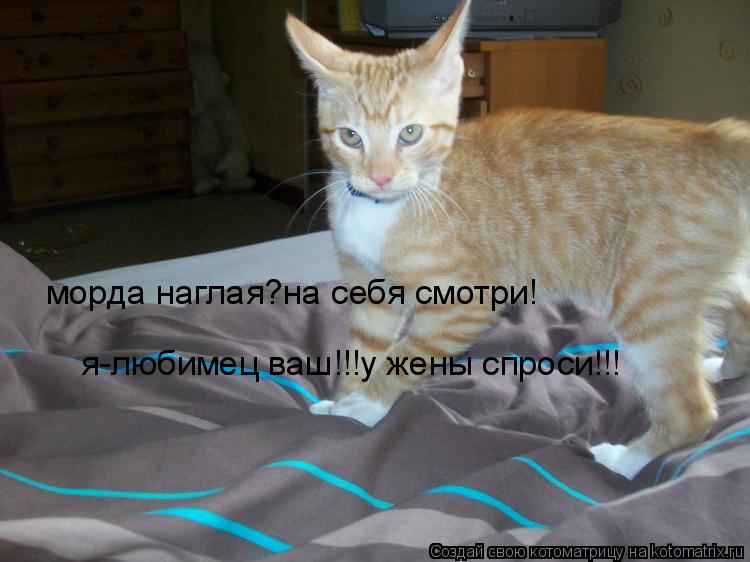 морда наглая?на себя смотри! я-любимец ваш!!!у жены спроси!!!... Котоматрица: морда наглая?на себя смотри! я-любимец ваш!!!у жены спроси!!!