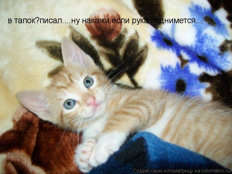 в тапок?писал....ну накажи,если рука поднимется...... Котоматрица: в тапок?писал....ну накажи,если рука поднимется...