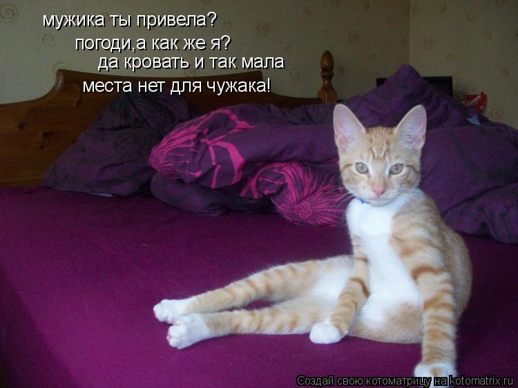 мужика ты привела? погоди,а как же я? да кровать и так мала места нет для чужака!... Котоматрица: мужика ты привела? погоди,а как же я? да кровать и так мала места нет для чужака!