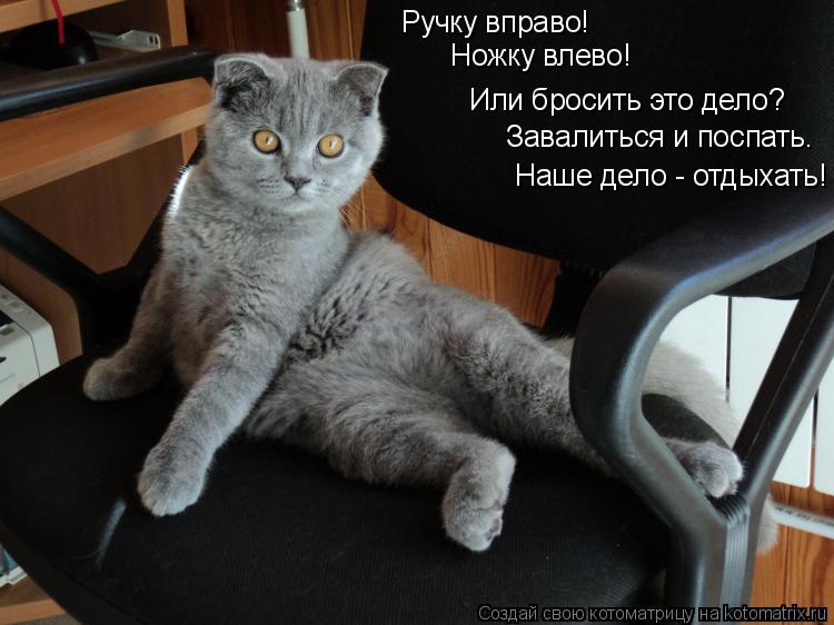 Ручку вправо! Ножку влево! Или бросить это дело? Завалиться и поспать. Наше дело - отдыхать!... Котоматрица: Ручку вправо! Ножку влево! Или бросить это дело? Завалиться и поспать. Наше дело - отдыхать!