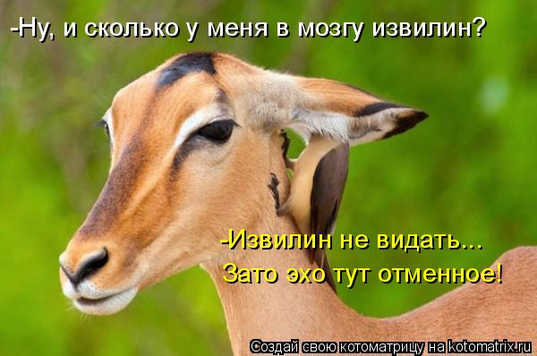 -Ну, и сколько у меня в мозгу извилин? -Извилин не видать... Зато эхо тут отменное!... Котоматрица: -Ну, и сколько у меня в мозгу извилин? -Извилин не видать... Зато эхо тут отменное!