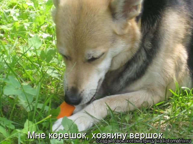 Мне корешок, хозяину вершок.... Котоматрица: Мне корешок, хозяину вершок.