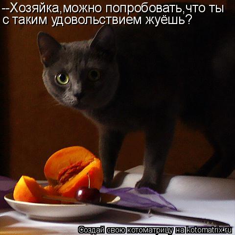 --Хозяйка,можно попробовать,что ты с таким удовольствием жуёшь?... Котоматрица: --Хозяйка,можно попробовать,что ты с таким удовольствием жуёшь?