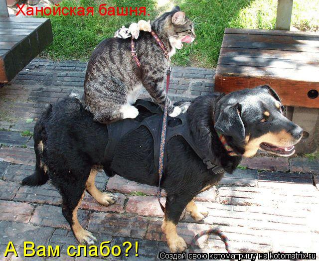 Ханойская башня. А Вам слабо?!... Котоматрица: Ханойская башня. А Вам слабо?!