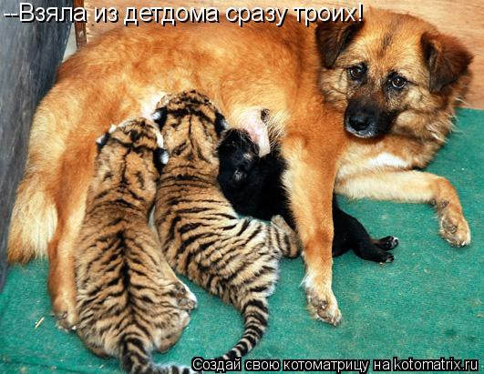 --Взяла из детдома сразу троих!... Котоматрица: --Взяла из детдома сразу троих!