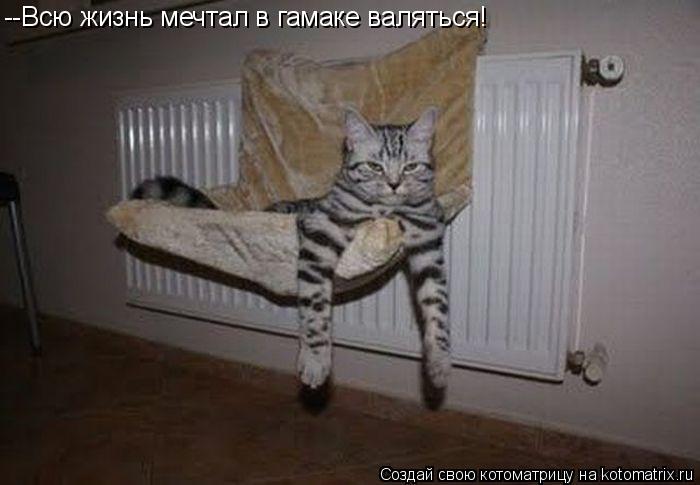--Всю жизнь мечтал в гамаке валяться!... Котоматрица: --Всю жизнь мечтал в гамаке валяться!