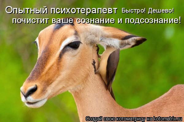 Опытный психотерапевт почистит ваше сознание и подсознание! Быстро! Дешево!... Котоматрица: Опытный психотерапевт почистит ваше сознание и подсознание! Быстро! Дешево!