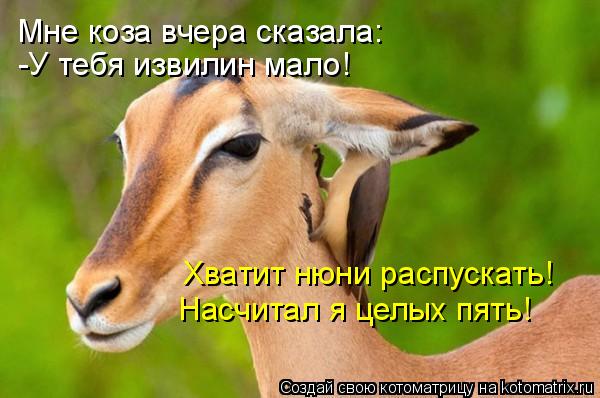 Мне коза вчера сказала: -У тебя извилин мало! Хватит нюни распускать! Насчитал я целых пять!... Котоматрица: Мне коза вчера сказала: -У тебя извилин мало! Хватит нюни распускать! Насчитал я целых пять!