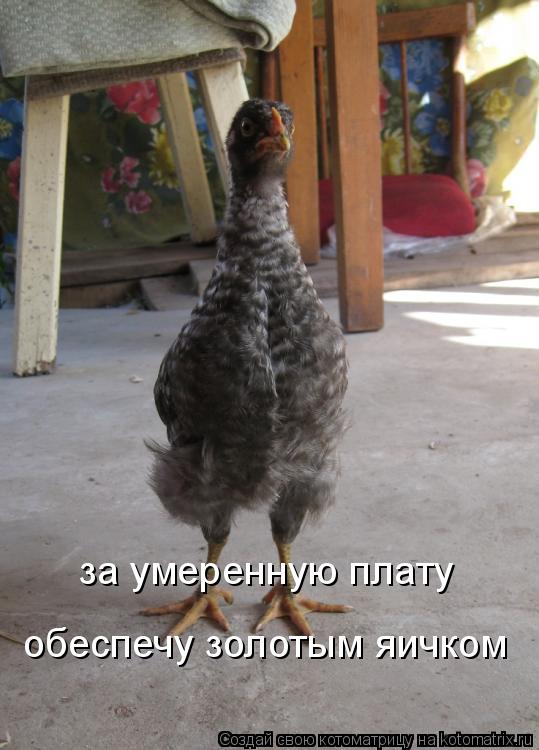 за умеренную плату обеспечу золотым яичком... Котоматрица: за умеренную плату обеспечу золотым яичком