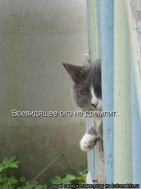 Всевидящее око не дремлит..... Котоматрица: Всевидящее око не дремлит..
