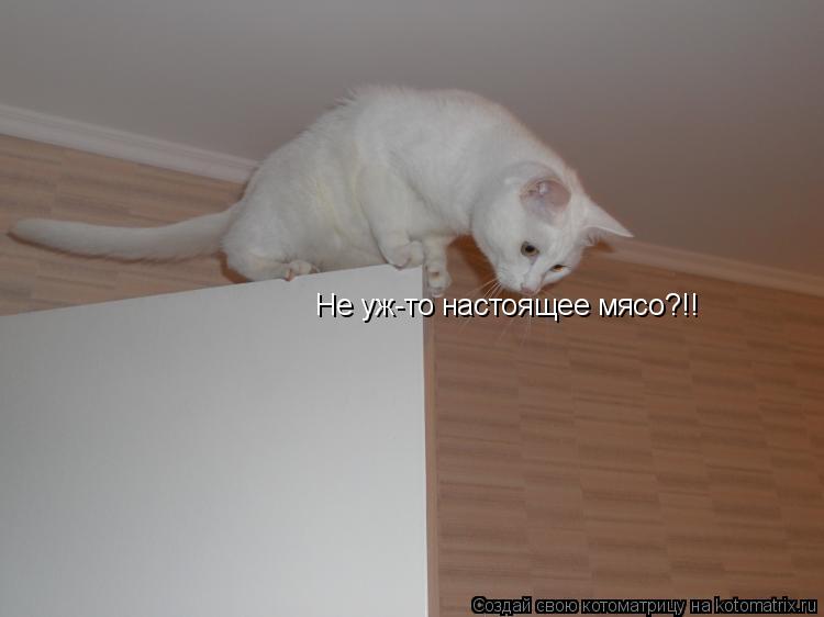 Не уж-то настоящее мясо?!!... Котоматрица: Не уж-то настоящее мясо?!!