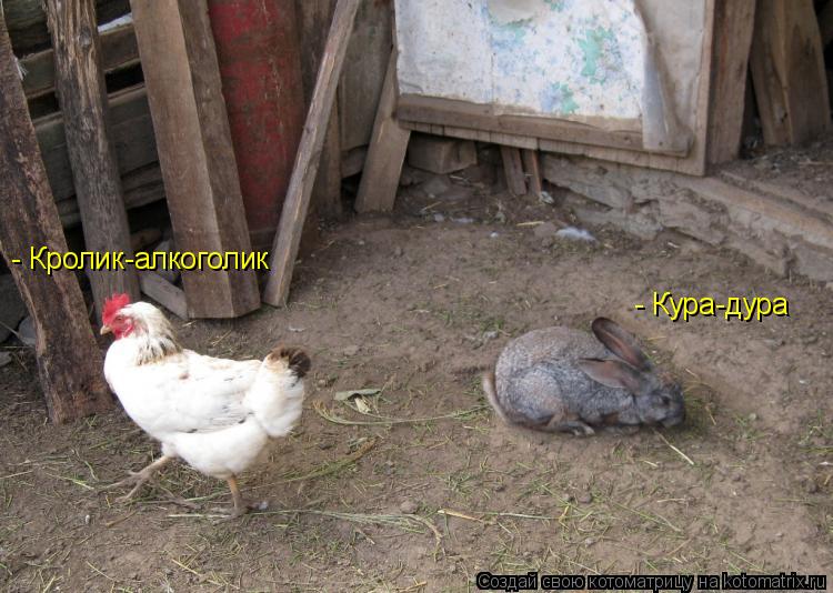 - Кролик-алкоголик - Кура-дура... Котоматрица: - Кролик-алкоголик - Кура-дура