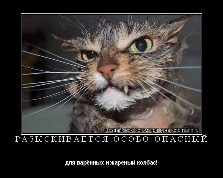 Разыскивается особо опасный для варённых и жареный колбас!... Котоматрица: Разыскивается особо опасный для варённых и жареный колбас!