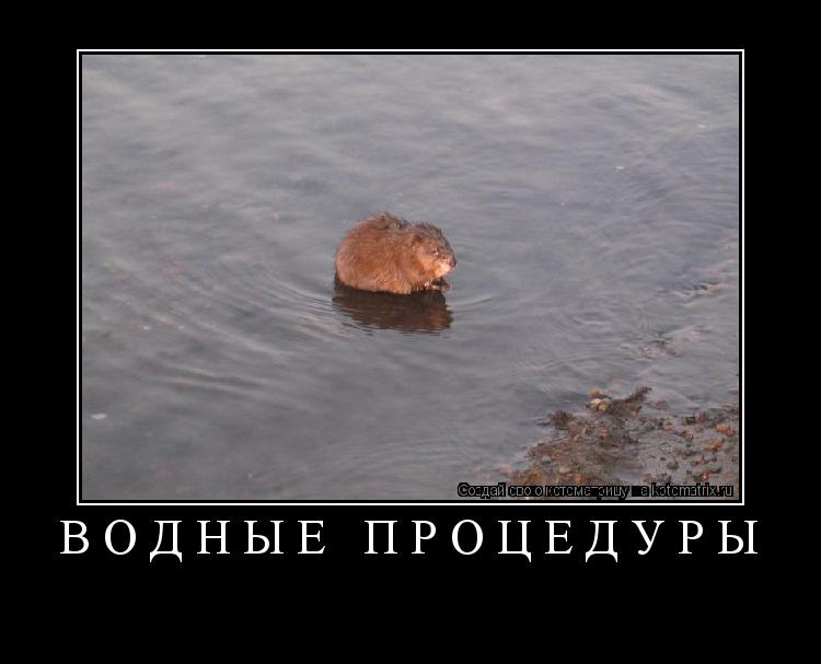 водные процедуры ... Котоматрица: водные процедуры