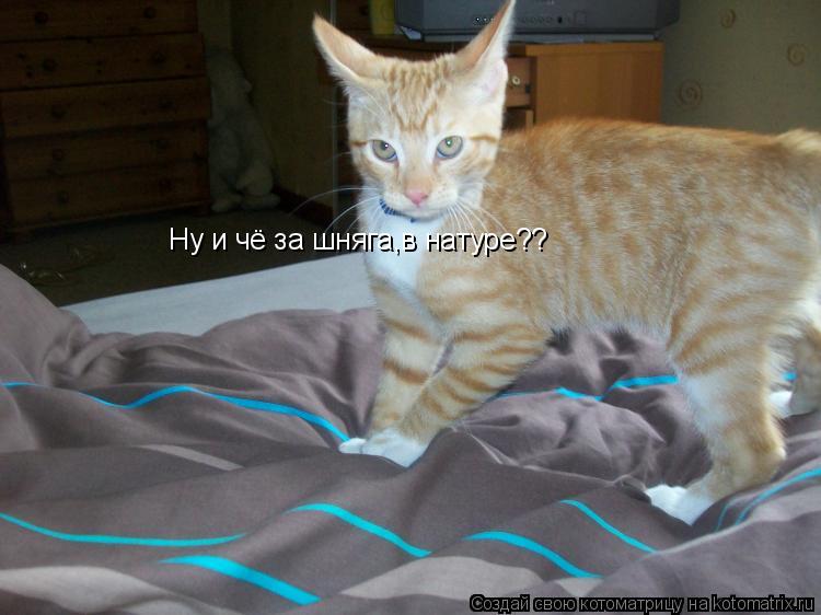 Ну и чё за шняга,в натуре??... Котоматрица: Ну и чё за шняга,в натуре??
