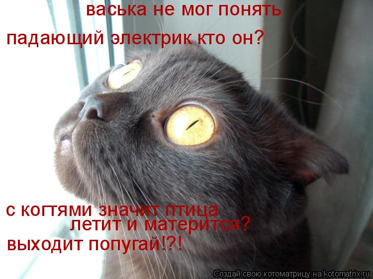 Котоматрица: васька не мог понять падающий электрик кто он? с когтями значит птица летит и матерится? выходит попугай!?!