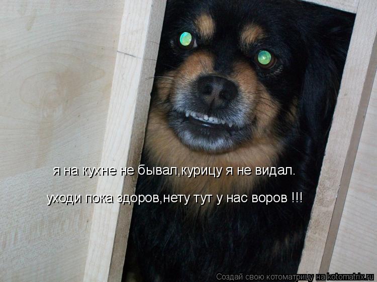 я на кухне не бывал,курицу я не видал. уходи пока здоров,нету тут у нас воров !!!... Котоматрица: я на кухне не бывал,курицу я не видал. уходи пока здоров,нету тут у нас воров !!!