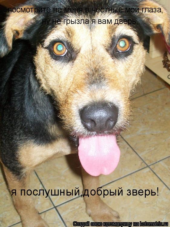 посмотрите на меня,в честные мои глаза, ну не грызла я вам дверь, я послушный,добрый зверь!... Котоматрица: посмотрите на меня,в честные мои глаза, ну не грызла я вам дверь, я послушный,добрый зверь!