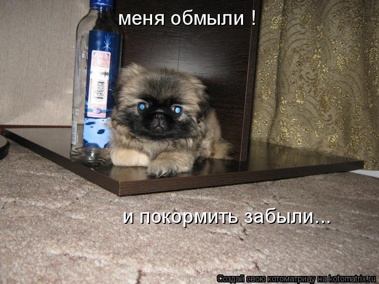 меня обмыли ! и покормить забыли...... Котоматрица: меня обмыли ! и покормить забыли...