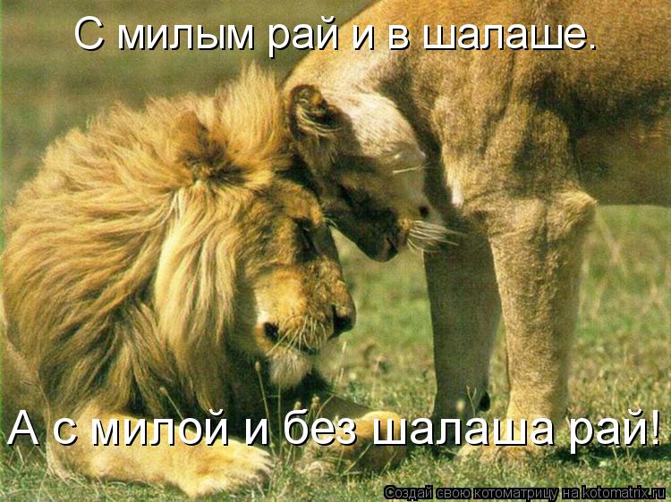 С милым рай и в шалаше. А с милой и без шалаша рай!... Котоматрица: С милым рай и в шалаше. А с милой и без шалаша рай!